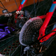 11 gears and disc brakes are all you need.